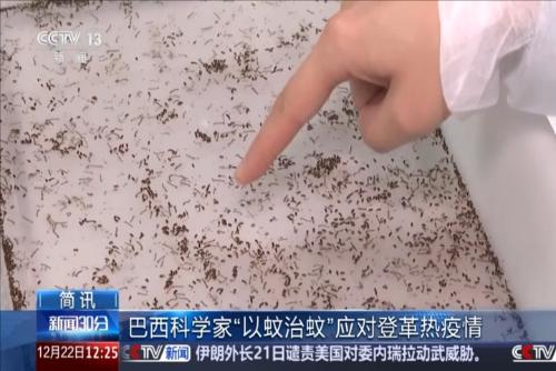 巴西科學(xué)家“以蚊治蚊”應(yīng)對登革熱疫情