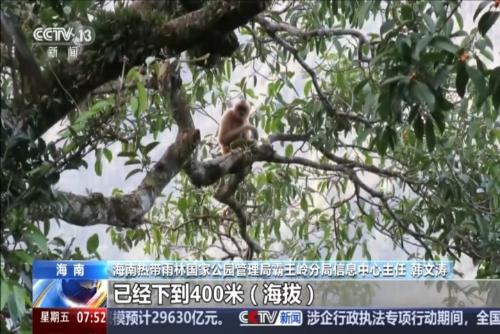 旗艦物種頻添新丁 我國生態(tài)保護成效顯著