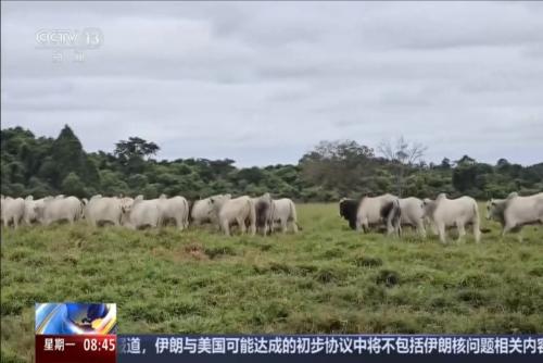 中東戰(zhàn)事影響外溢 巴西核心肉牛產(chǎn)區(qū)承壓