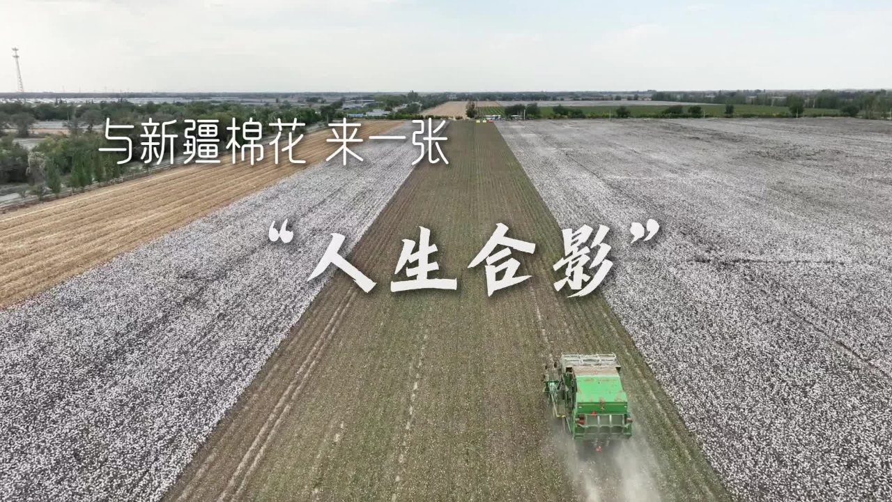 风雨阻止不了一朵棉花的洁白-中新网