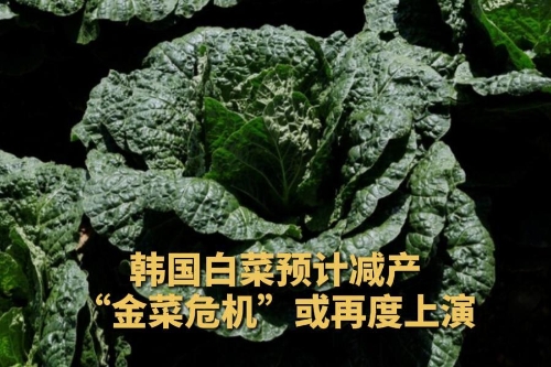 韩国白菜预计减产 “金菜危机”或再度上演