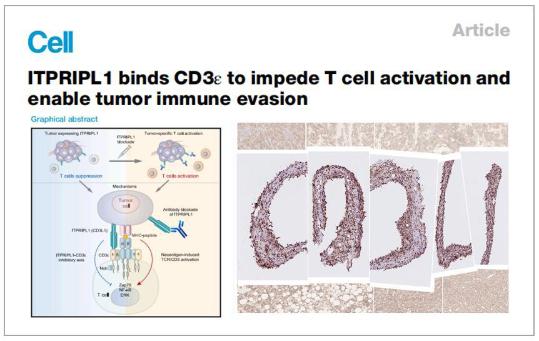 Scientists shed light on crucial mechanism in tumor immune evasion