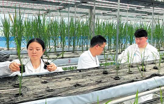 Scientists speed breed rice on edge of desert