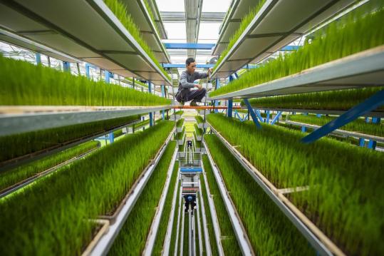 Intelligent farming boosts yields, efficiency