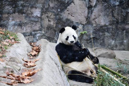 Allegations of panda mistreatment false