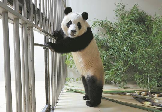 Giant panda back from S Korea to soon meet public in Chengdu