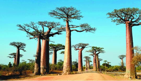 Baobab trees' evolutionary challenges discovered