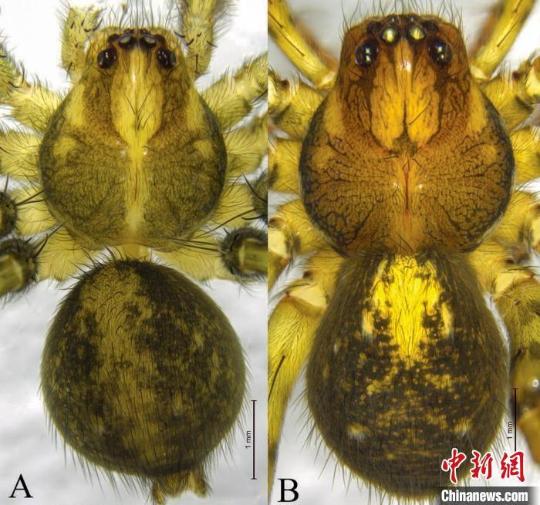 New arachnid species identified in Southwest China