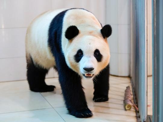 South Korea-born panda to make debut in Sichuan