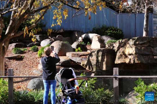 Australia gets new pair of giant pandas from China