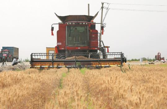 Wheat field helps fight desertification in Xinjiang