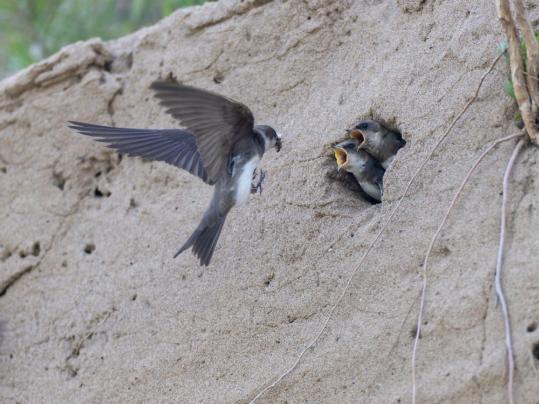 Water project halted to protect nesting swallows