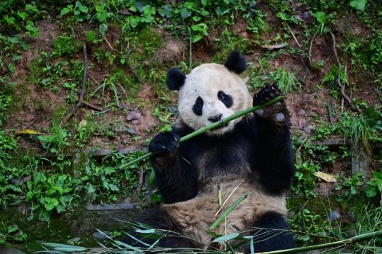 China, U.S. start new round of panda ties