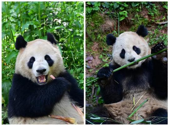 Two giants pandas arrive happy, healthy at LAX