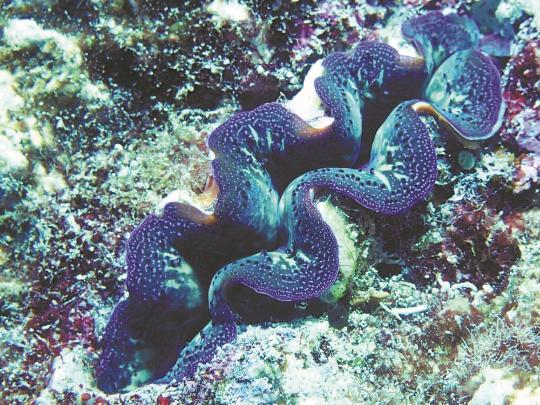 Huangyan Island's coral reefs prosper, report says