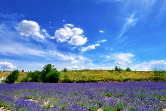 Lavender industry booms in slow-paced Xinjiang village
