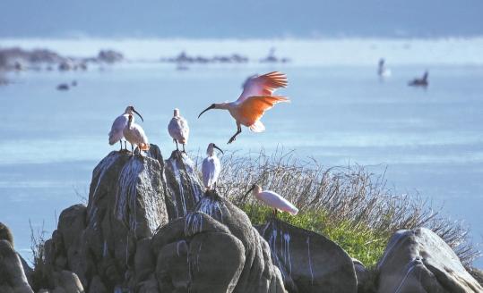 Shaanxi to build national research center for crested ibis