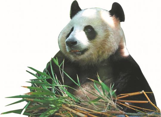 Panda pair makes debut with rousing welcome