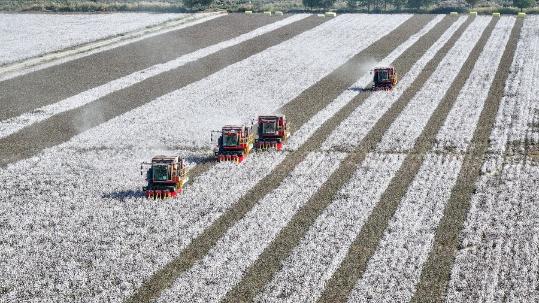 Policy to boost cotton industry in Xinjiang