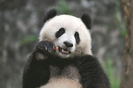 Washington welcomes two new giant pandas