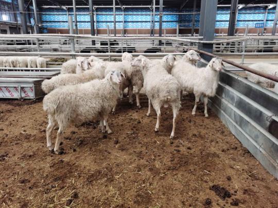 Lake sheep successfully bred at high altitude