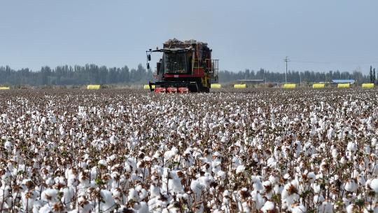 Xinjiang cotton fields thrive with mechanized harvesting