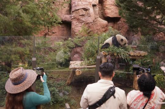 Int'l giant panda conservation cooperation to build on successes