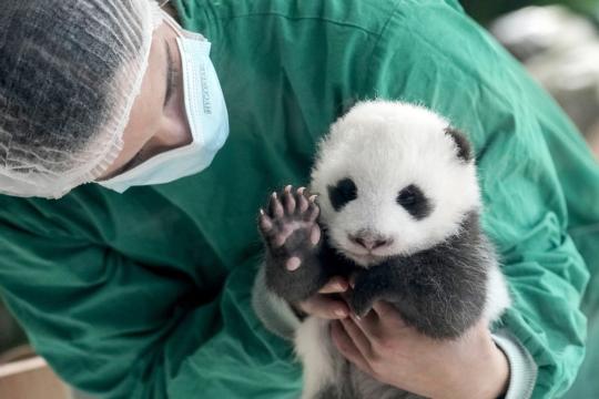 Panda conservation a giant achievement