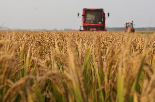 Major Chinese agricultural provinces secure grain harvest despite extreme weather