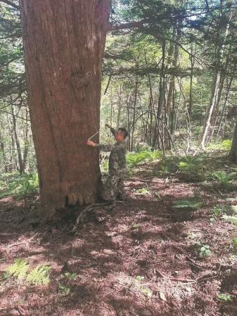 Ancient forest with rare yew trees found in Jilin