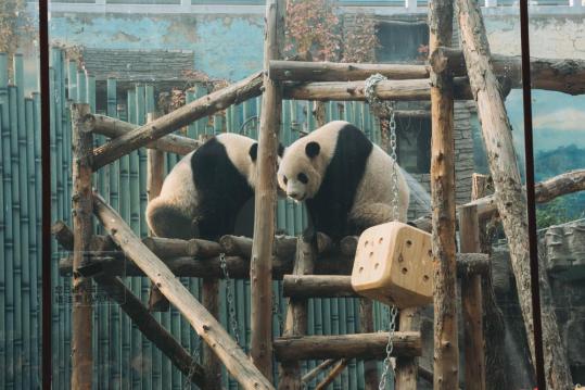 Giant panda house in Beijing Zoo reopens after renovation