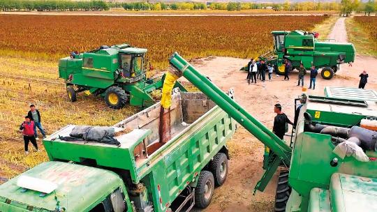 Quinoa cultivation closes distance across the Pacific