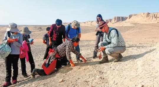 Decades of bilateral fossil study unearths discoveries