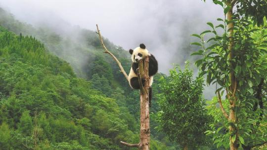 Birth of panda twins brings double joy