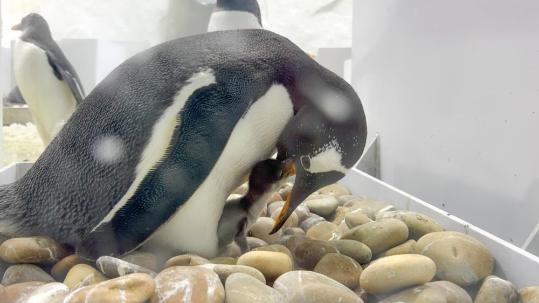 Dalian animal park welcomes 30 penguin chicks via artificial incubation