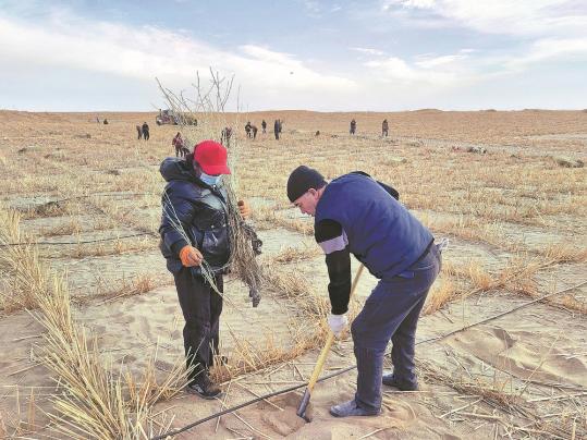 Afforestation efforts bear fruit in Taklimakan Desert