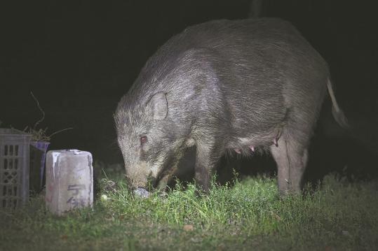 Nanjing struggles to tackle wild boar menace as incidents grow