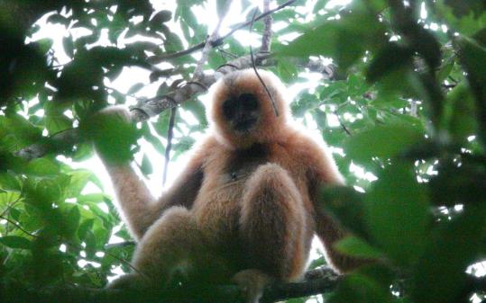 Efforts pay off, Hainan gibbon population grows