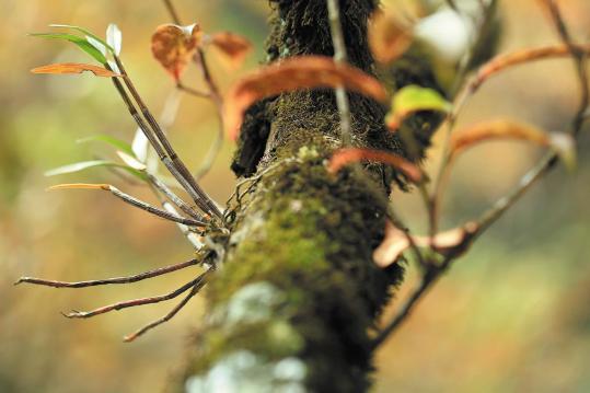 New species of 'immortal herb' discovered