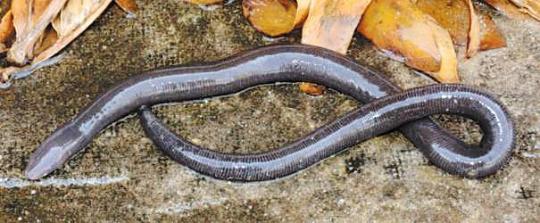 New species of caecilian discovered in Yunnan province