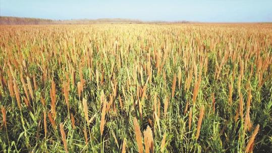 'Super giant reed' biomass could replace fossil fuels for power generation