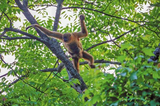 Rainforest brings gibbons back from edge of extinction