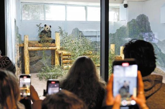 Pandas debut at Washington zoo after 14-month hiatus