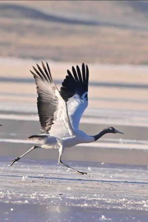 Black-necked crane becomes official bird of Lhasa