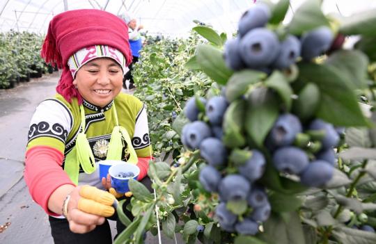 Sweet prospects for nation's blueberry industry