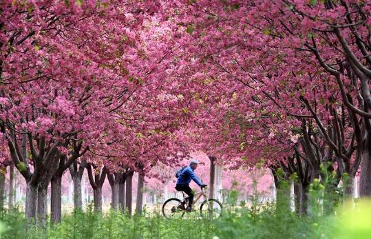 Japanese experts highlight China's focus on stimulating consumption, growth