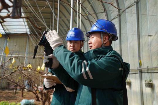 Smart greenhouses lift winter jujube industry