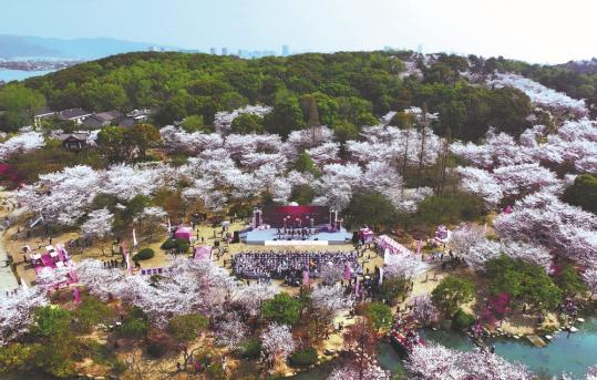 Wuxi sows seeds of friendship as cherry blossom event begins