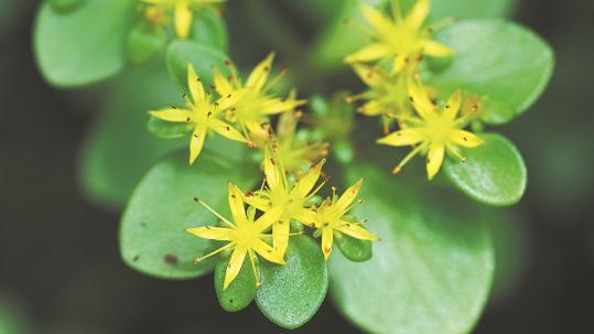 New plant species discovered in Jiangxi