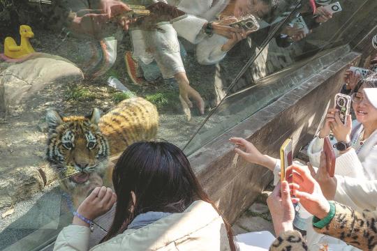 Tiger 'Brown Sugar' a big celebrity at Shanghai Zoo